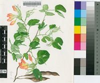 Bauhinia madagascariensis Desv.