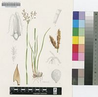 Fimbristylis complanata (Retz.) Link