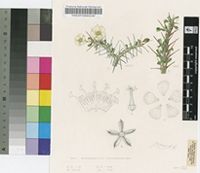 Sarcocaulon camdeboense Moffett