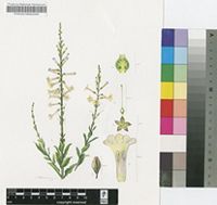 Freylinia longiflora Benth.