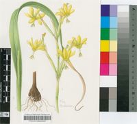 Homeria hantamensis Goldblatt & J.C.Manning