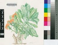Kleinia galpinii Hook.f.