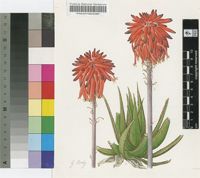 Aloe ukambensis Reynolds