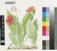 Gerbera aurantiaca Sch.Bip.