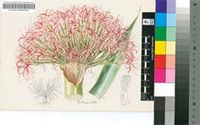 Boophone disticha (L.f.) Herb.