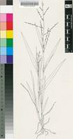 Brachiaria deflexa (Schumach.) C.E.Hubb. ex Robyns