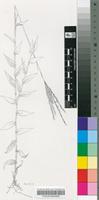 Arthraxon lanceolatus (Roxb.) Hochst. var. lanceolatus