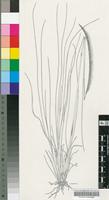 Ctenium concinnum Nees