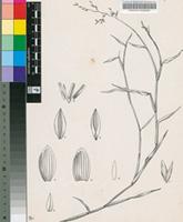Panicum hymeniochilum Nees