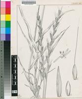 Lolium temulentum L.