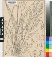 Panicum dregeanum Nees