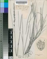 Tarigidia aequiglumis (Gooss.) Stent