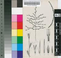Crossotropis grandiglumis (Nees) Rendle