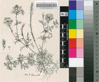 Verbena tenuisecta Briq.