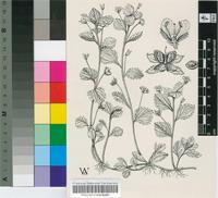 Veronica persica Poir.