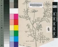 Anthemis cotula L.