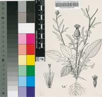 Centaurea salmantica L.