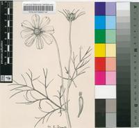 Bidens formosa (Bonato) Sch.Bip.