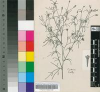 Schkuhria pinnata (Lam.) Cabrera