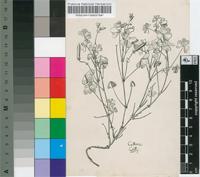 Oxalis corniculata L.