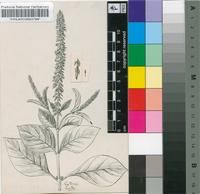 Achyranthes aspera L.