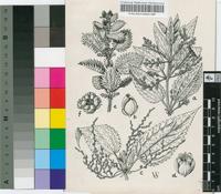 Urtica dioica L.