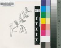 Acacia cheilanthifolia Chiov. var. cheilanthifolia