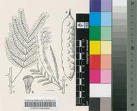 Acacia rovumae Oliv.
