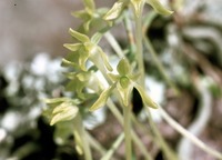 Mystacidium gracile Harv.