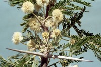 Acacia gerrardii Benth.