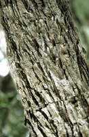 Acacia caffra (Thunb.) Willd.