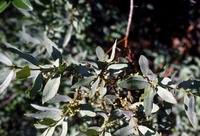 Euclea crispa (Thunb.) Gürke subsp. crispa