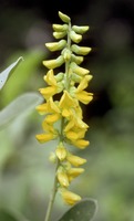Eriosema psoraleoides (Lam.) G.Don
