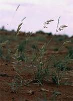 Schmidtia pappophoroides Steud.