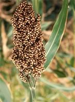 Sorghum bicolor (L.) Moench subsp. bicolor