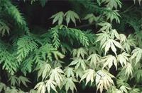 Acer palmatum Thunb.