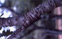 Burkea africana Hook.