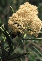 Buddleja saligna Willd.