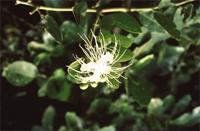 Capparis tomentosa Lam.
