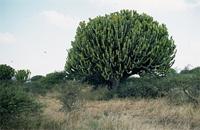 Euphorbia ingens E.Mey. ex Boiss.