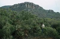 Euphorbia tirucalli L.