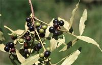 Euclea crispa (Thunb.) Gürke subsp. crispa