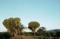 Euphorbia ingens E.Mey. ex Boiss.