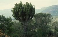 Euphorbia ingens E.Mey. ex Boiss.