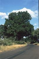 Diospyros mespiliformis Hochst. ex A.DC.