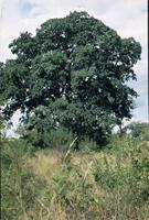 Diospyros mespiliformis Hochst. ex A.DC.