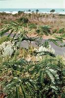 Acacia elata A.Cunn. ex Benth.