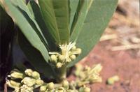 Dichapetalum cymosum (Hook.) Engl.