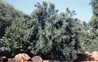 Buddleja saligna Willd.