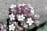 Valeriana capensis Thunb.